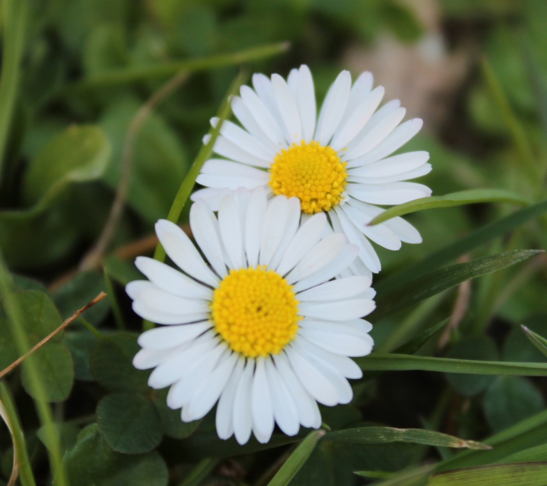 Two Daisies wallpaper 1080x960