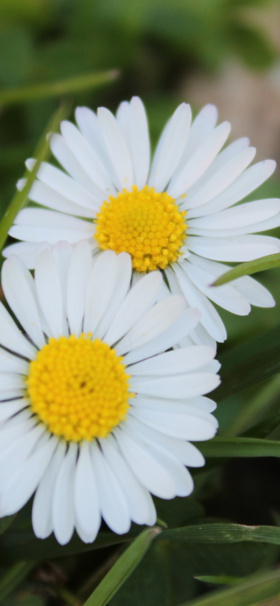 Two Daisies wallpaper 1170x2532