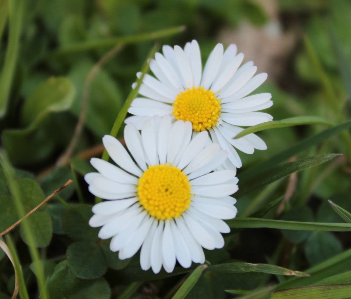 Two Daisies wallpaper 1200x1024