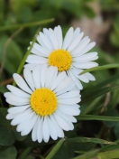 Two Daisies wallpaper 132x176