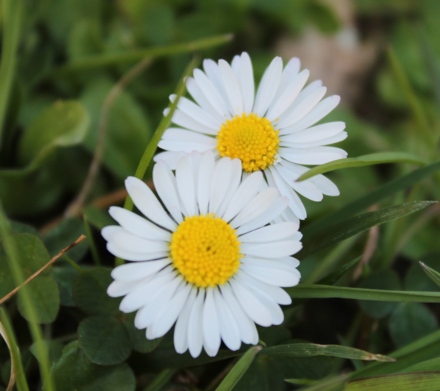 Two Daisies wallpaper 1440x1280