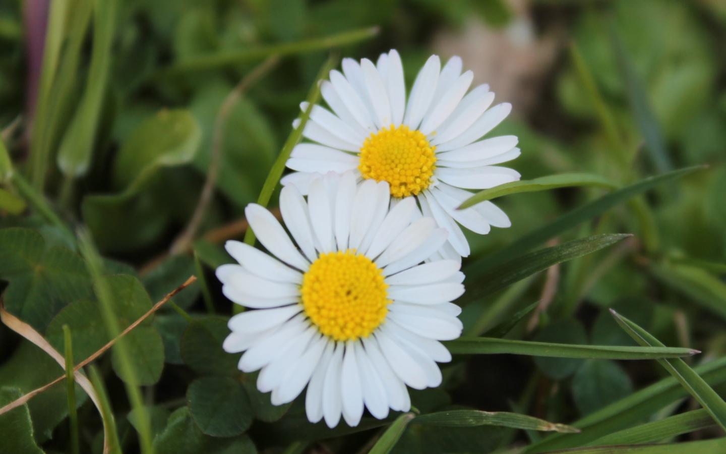 Two Daisies wallpaper 1440x900