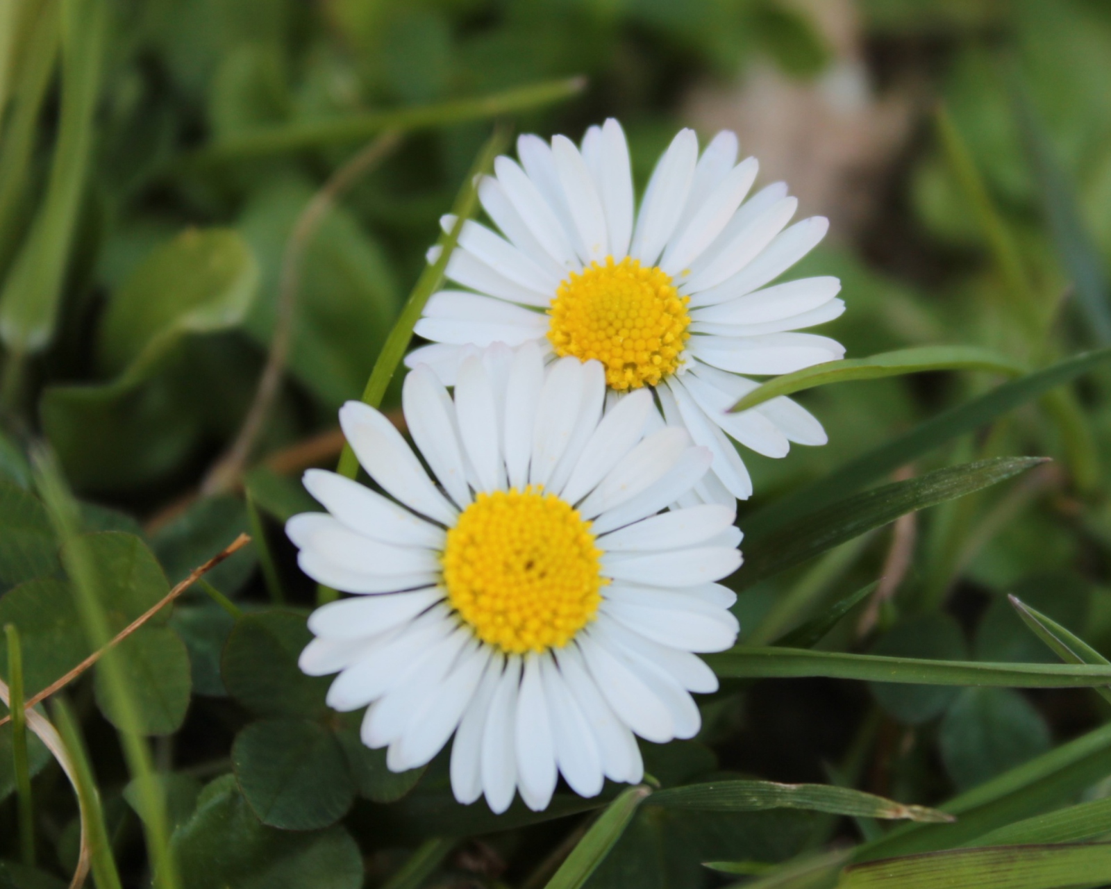 Two Daisies wallpaper 1600x1280