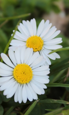 Two Daisies wallpaper 240x400
