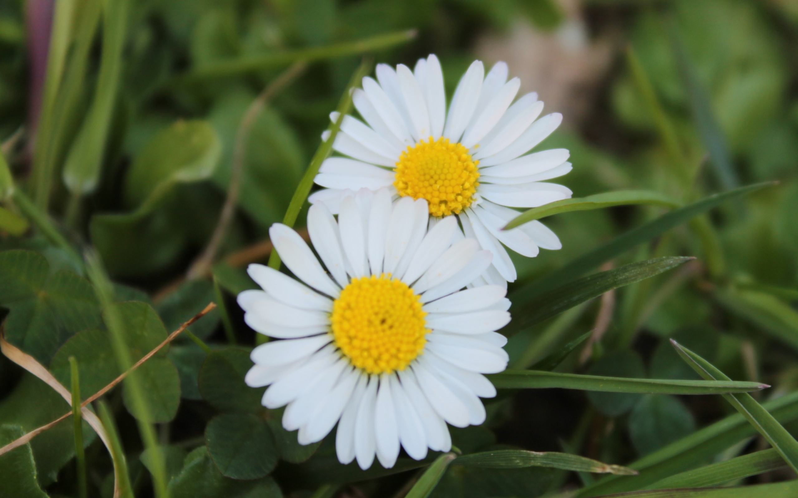 Two Daisies wallpaper 2560x1600