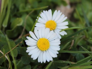 Two Daisies wallpaper 320x240