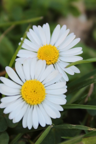 Two Daisies wallpaper 320x480