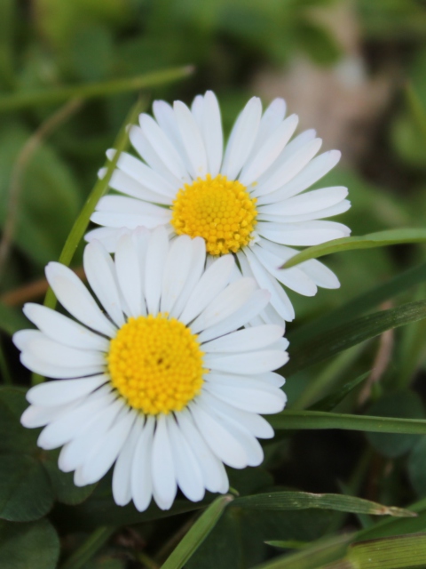 Two Daisies wallpaper 480x640