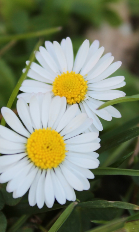 Two Daisies wallpaper 480x800