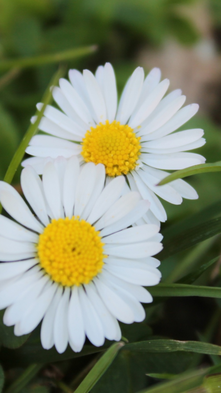 Two Daisies wallpaper 750x1334