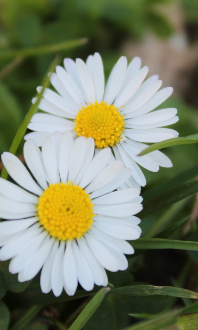 Two Daisies wallpaper 768x1280