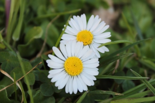 Two Daisies Picture for Android, iPhone and iPad