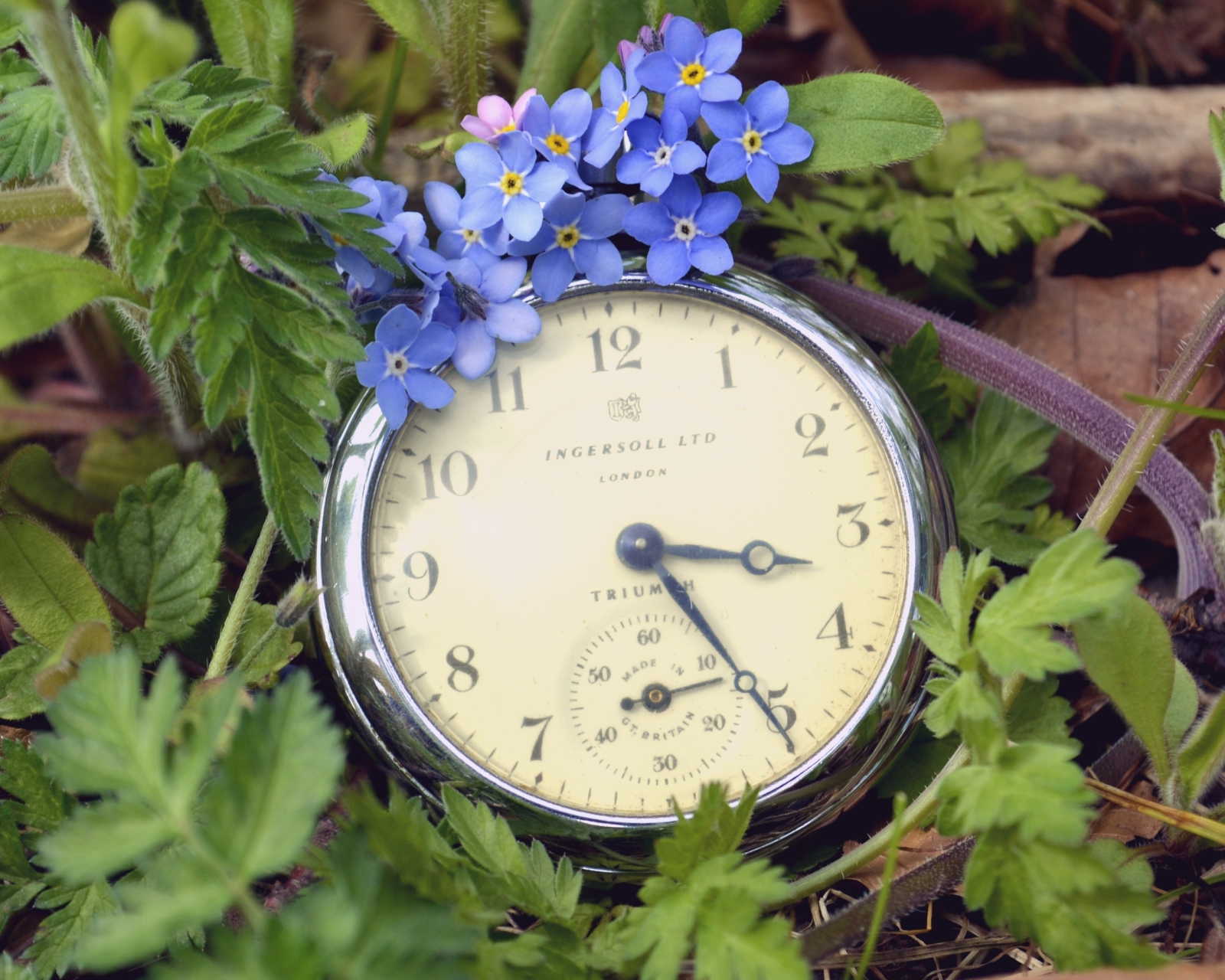 Vintage Watch And Little Blue Flowers wallpaper 1600x1280