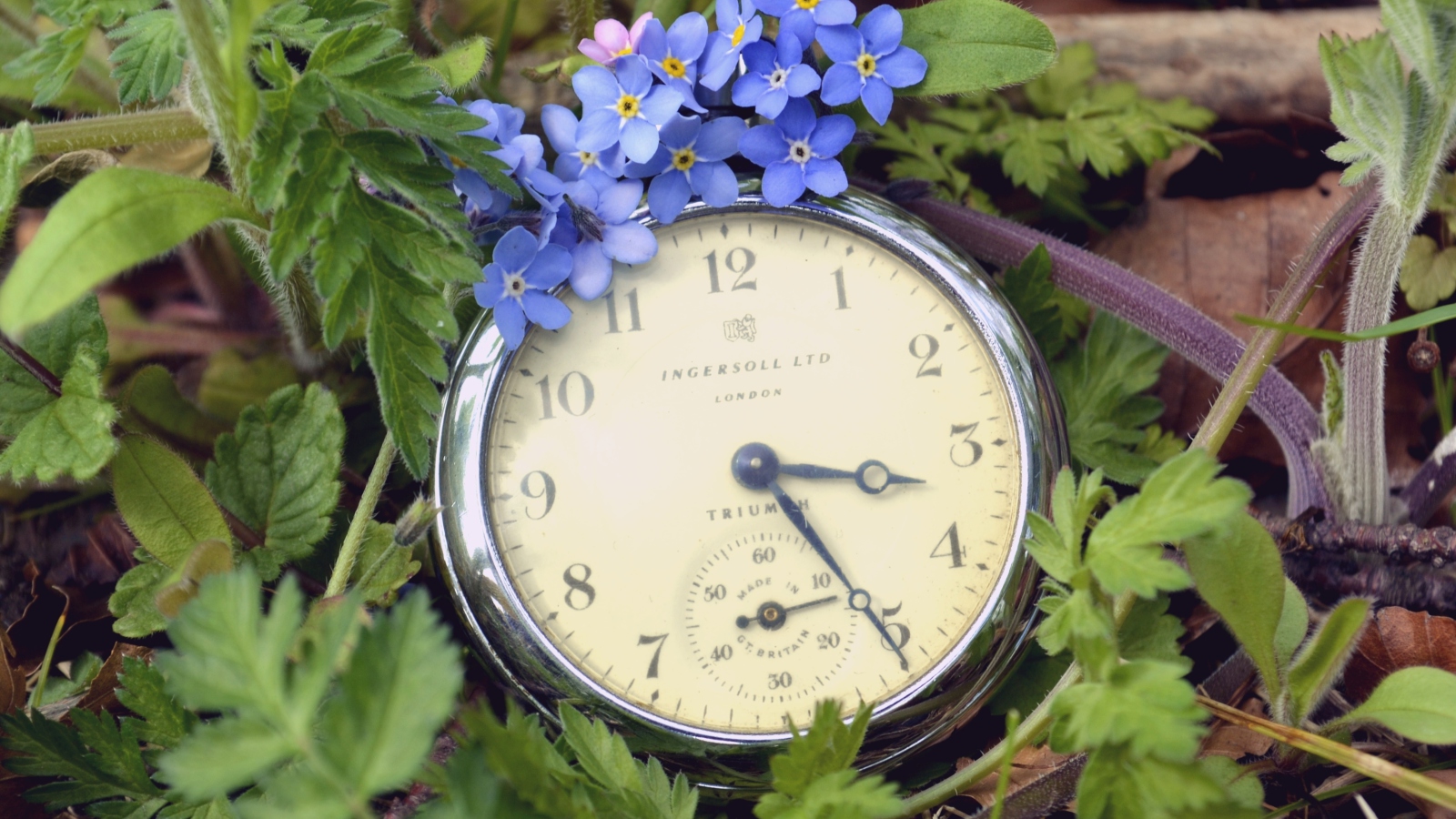 Обои Vintage Watch And Little Blue Flowers 1600x900