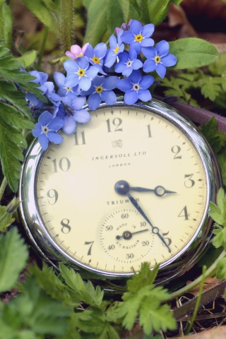 Vintage Watch And Little Blue Flowers wallpaper 320x480