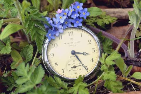 Обои Vintage Watch And Little Blue Flowers 480x320