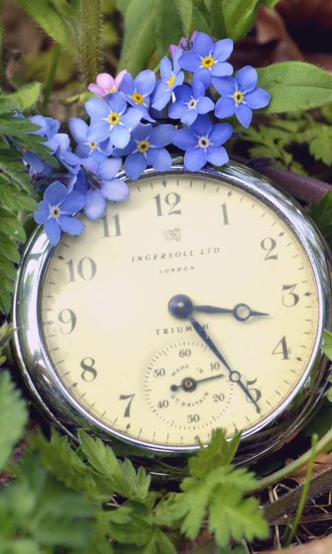 Vintage Watch And Little Blue Flowers wallpaper 480x800