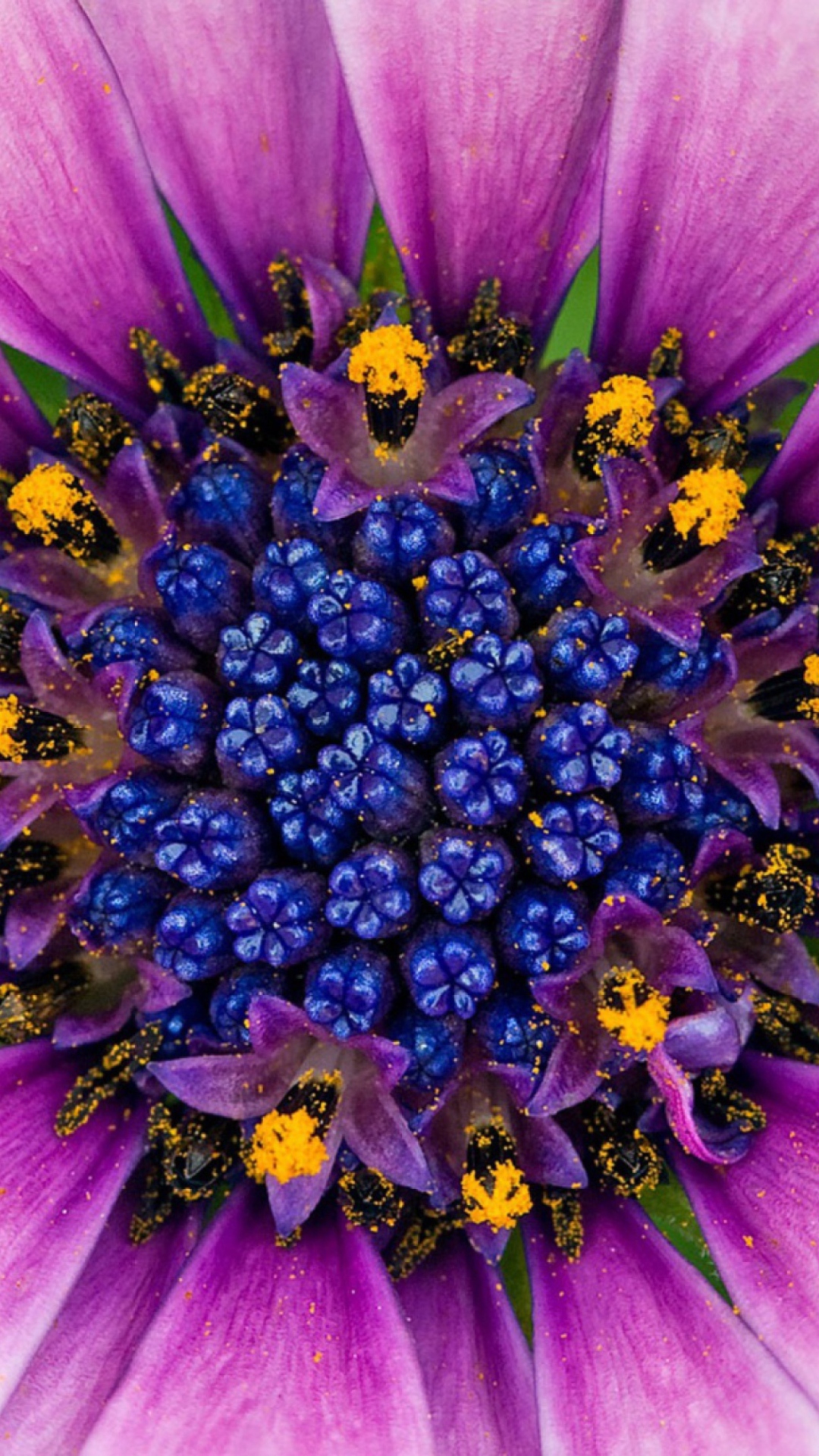 Das Purple & Blue Flower Close Up Wallpaper 1080x1920