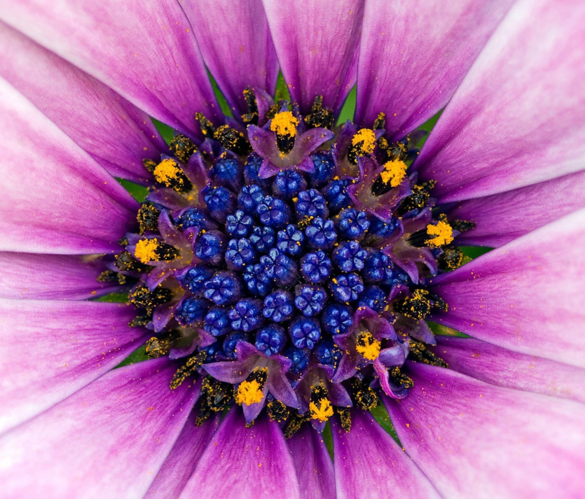 Das Purple & Blue Flower Close Up Wallpaper 1200x1024