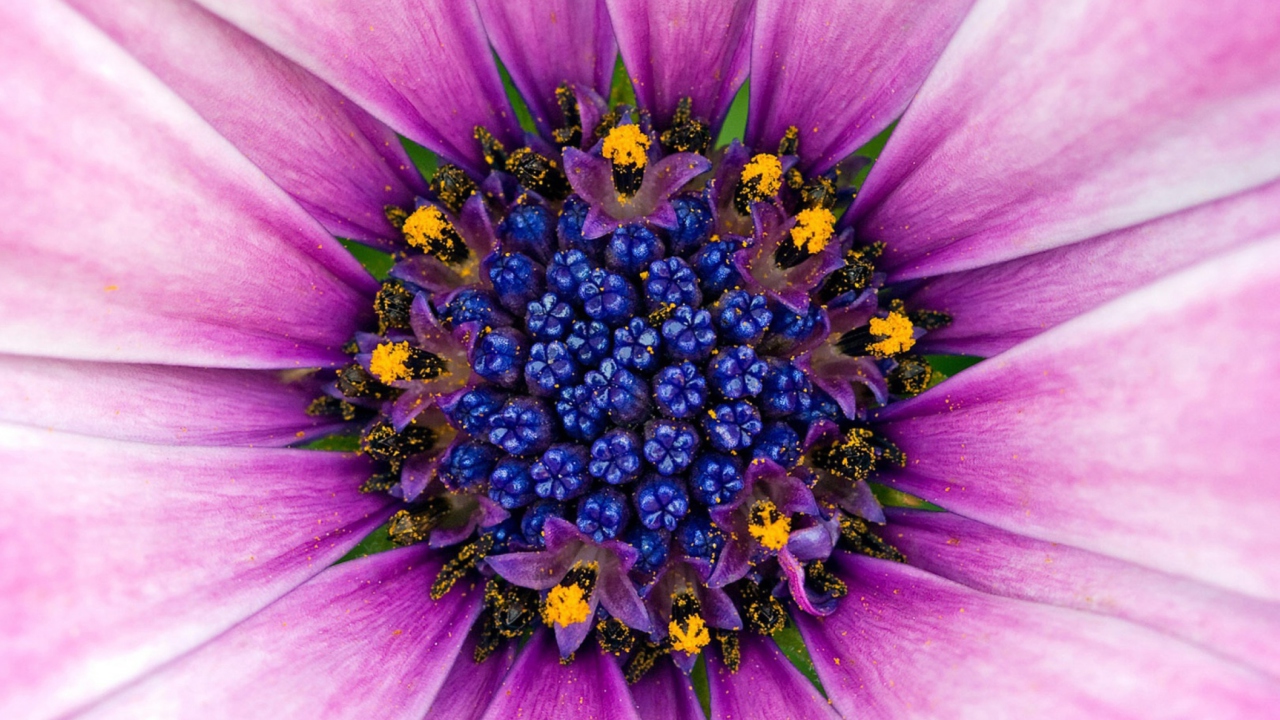 Fondo de pantalla Purple & Blue Flower Close Up 1280x720