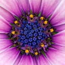Das Purple & Blue Flower Close Up Wallpaper 128x128