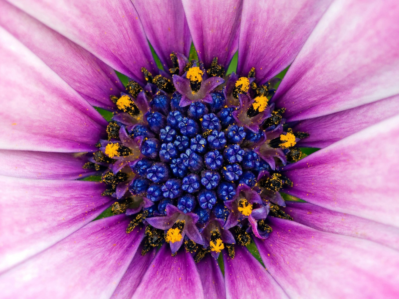 Sfondi Purple & Blue Flower Close Up 1400x1050