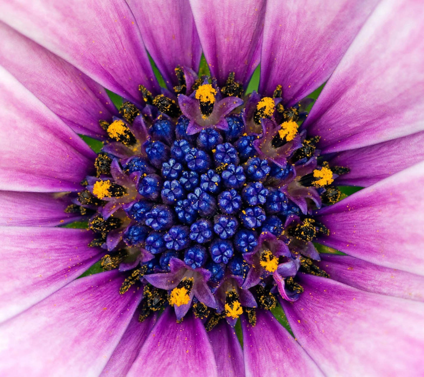 Обои Purple & Blue Flower Close Up 1440x1280