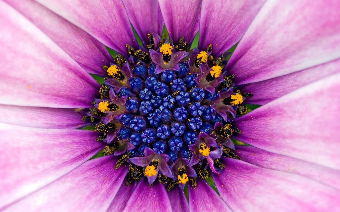 Purple & Blue Flower Close Up screenshot #1 1440x900