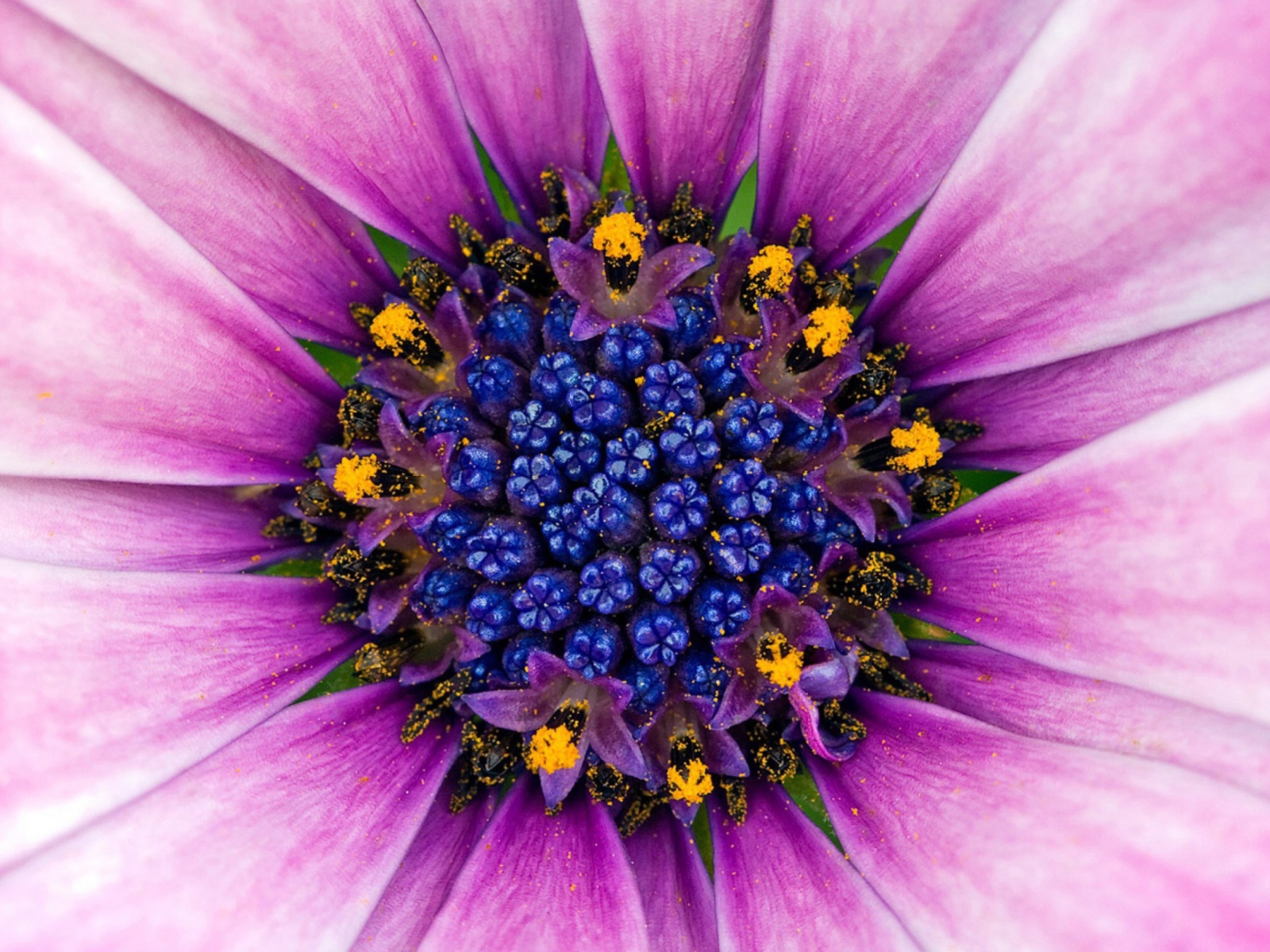 Das Purple & Blue Flower Close Up Wallpaper 1600x1200