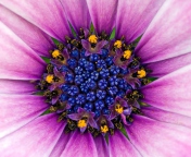 Das Purple & Blue Flower Close Up Wallpaper 176x144