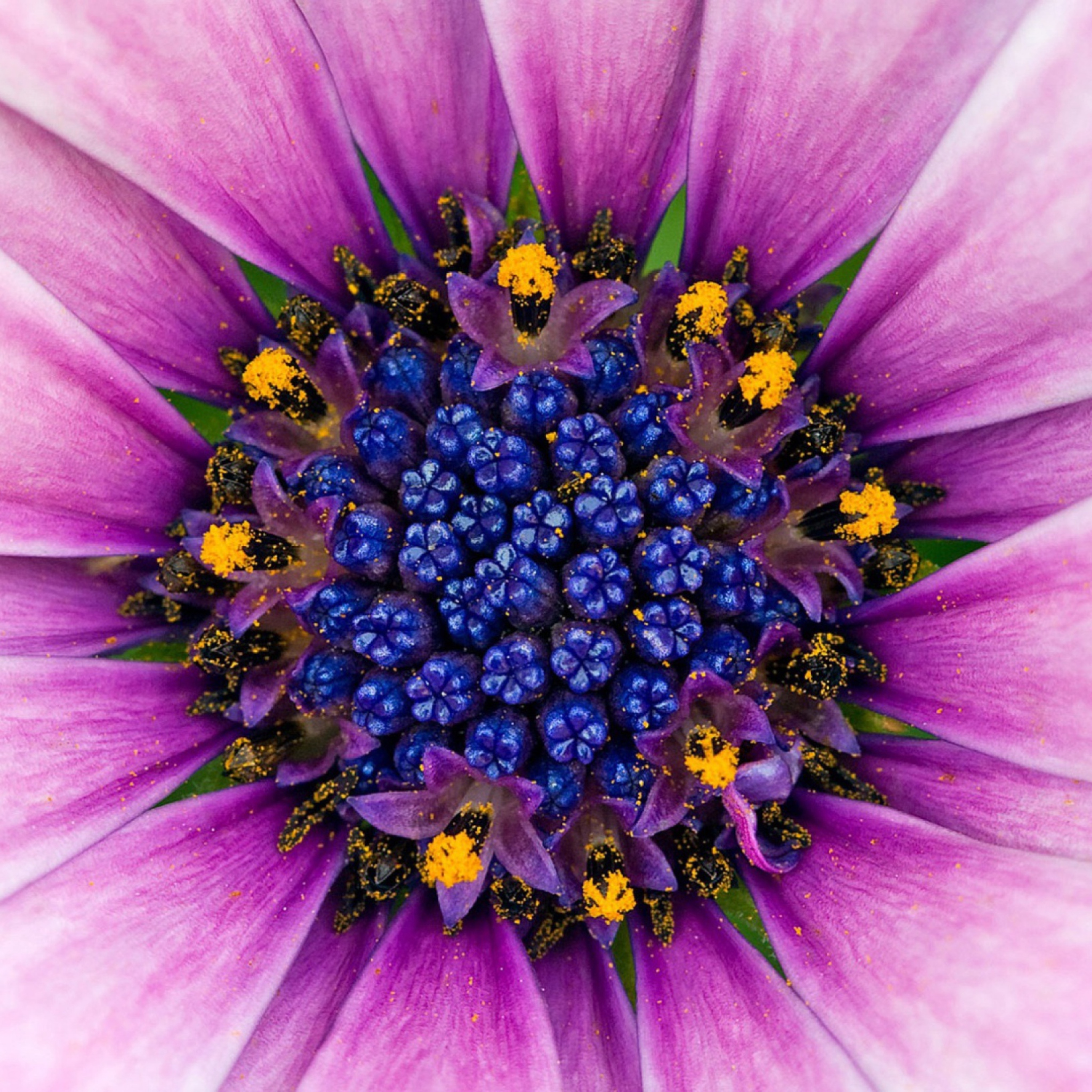 Fondo de pantalla Purple & Blue Flower Close Up 2048x2048