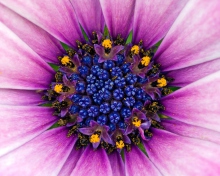 Purple & Blue Flower Close Up wallpaper 220x176