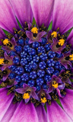 Sfondi Purple & Blue Flower Close Up 240x400