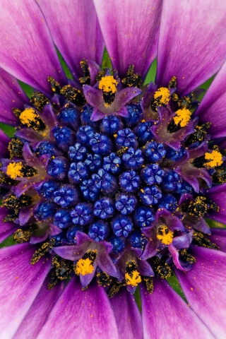Das Purple & Blue Flower Close Up Wallpaper 320x480
