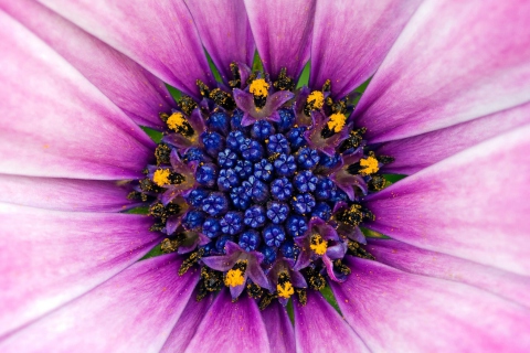 Обои Purple & Blue Flower Close Up 480x320