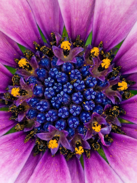 Das Purple & Blue Flower Close Up Wallpaper 480x640