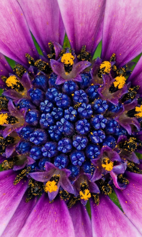 Обои Purple & Blue Flower Close Up 480x800
