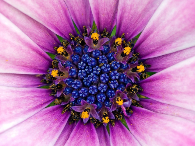Purple & Blue Flower Close Up wallpaper 640x480