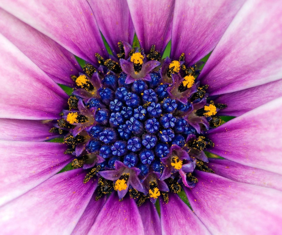 Обои Purple & Blue Flower Close Up 960x800