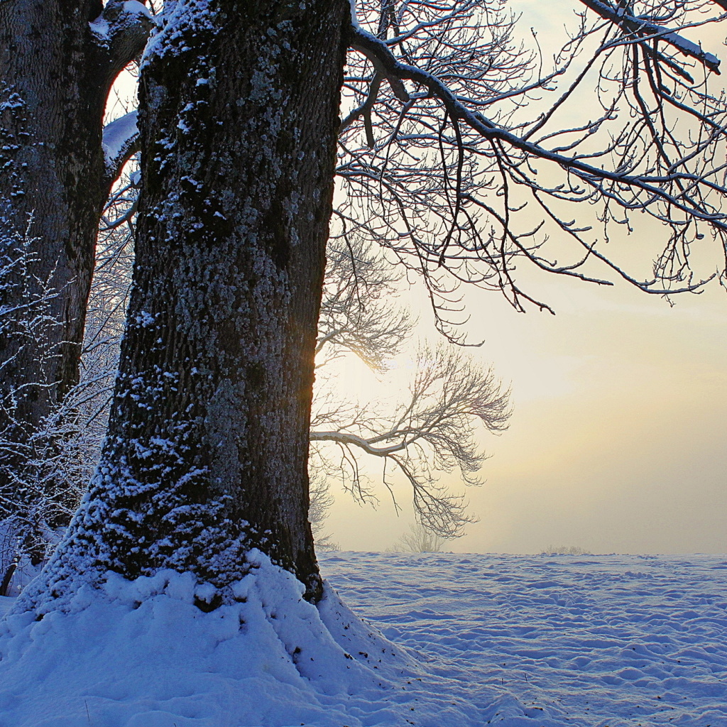 Winter frosty evening in January wallpaper 1024x1024