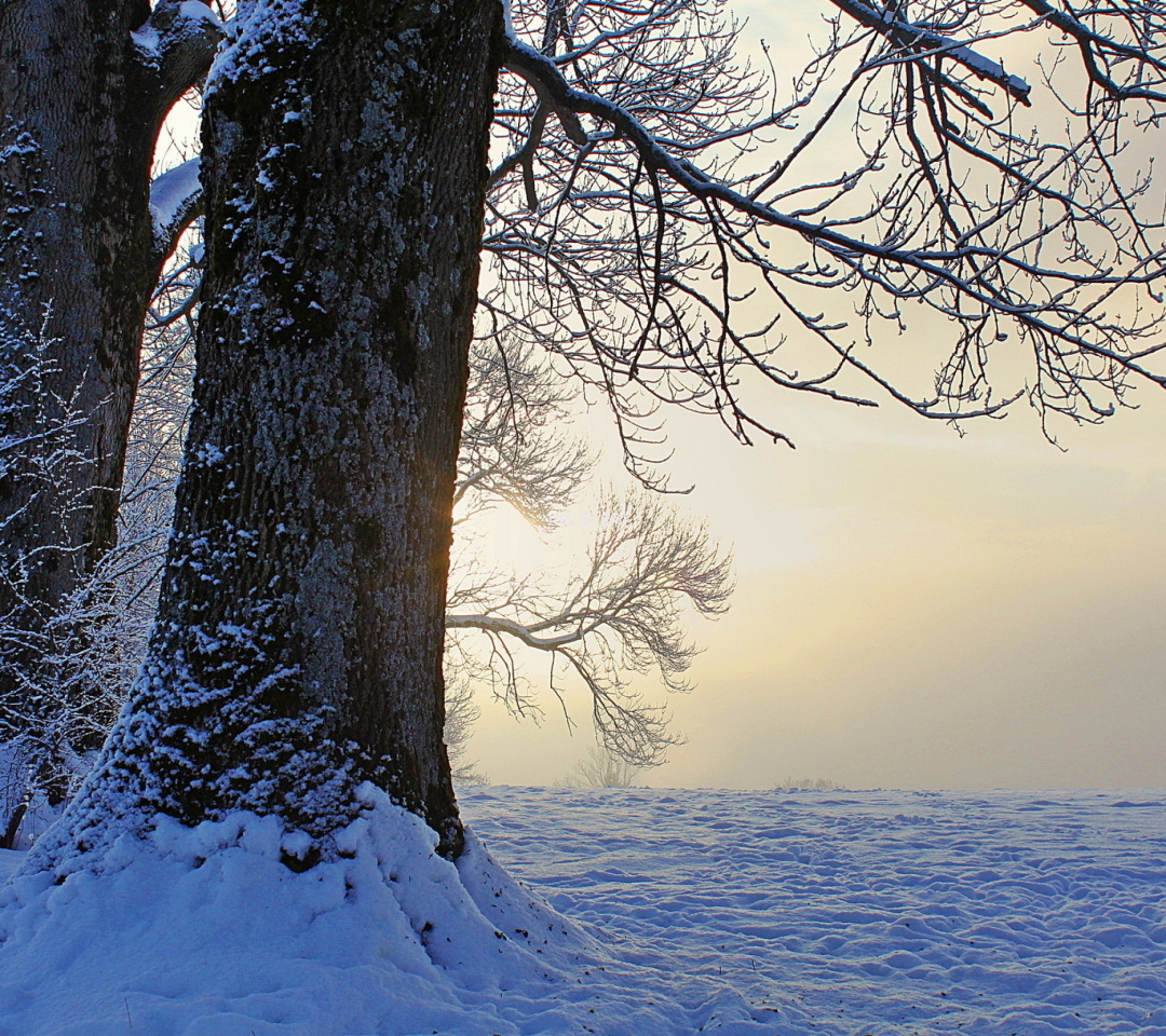 Das Winter frosty evening in January Wallpaper 1080x960