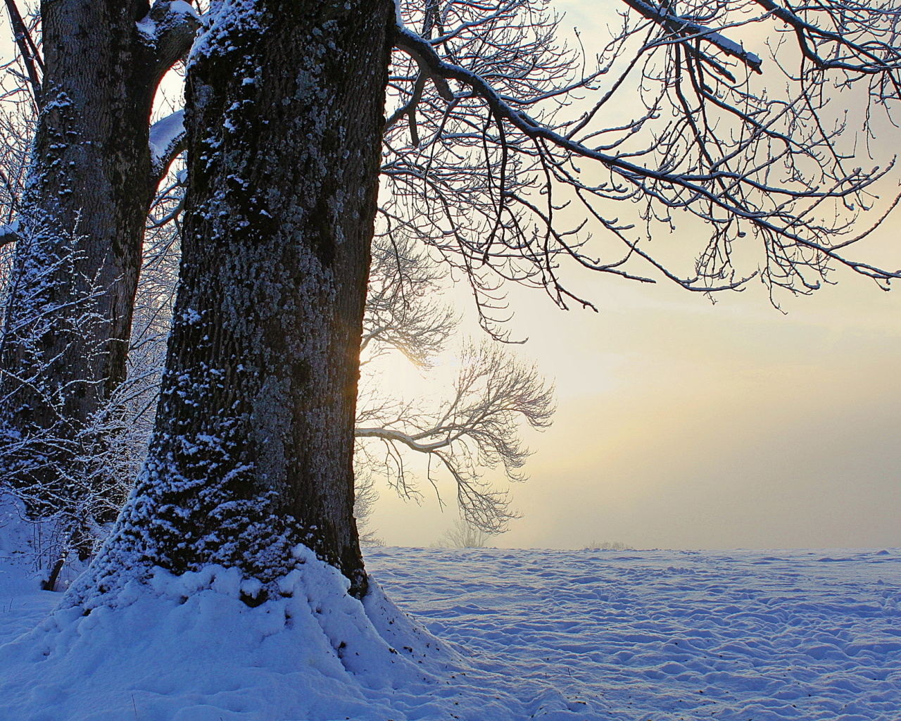 Screenshot №1 pro téma Winter frosty evening in January 1280x1024