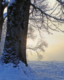 Fondo de pantalla Winter frosty evening in January 128x160