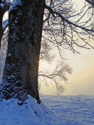 Sfondi Winter frosty evening in January 132x176