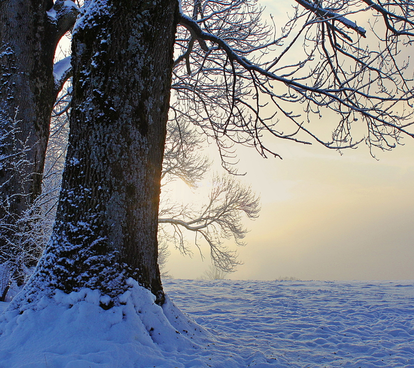 Winter frosty evening in January screenshot #1 1440x1280