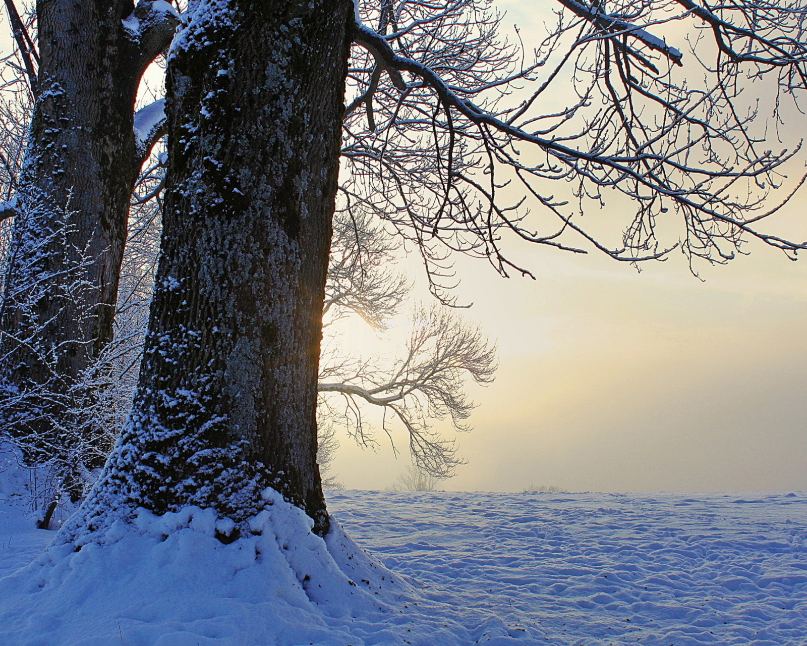 Sfondi Winter frosty evening in January 1600x1280