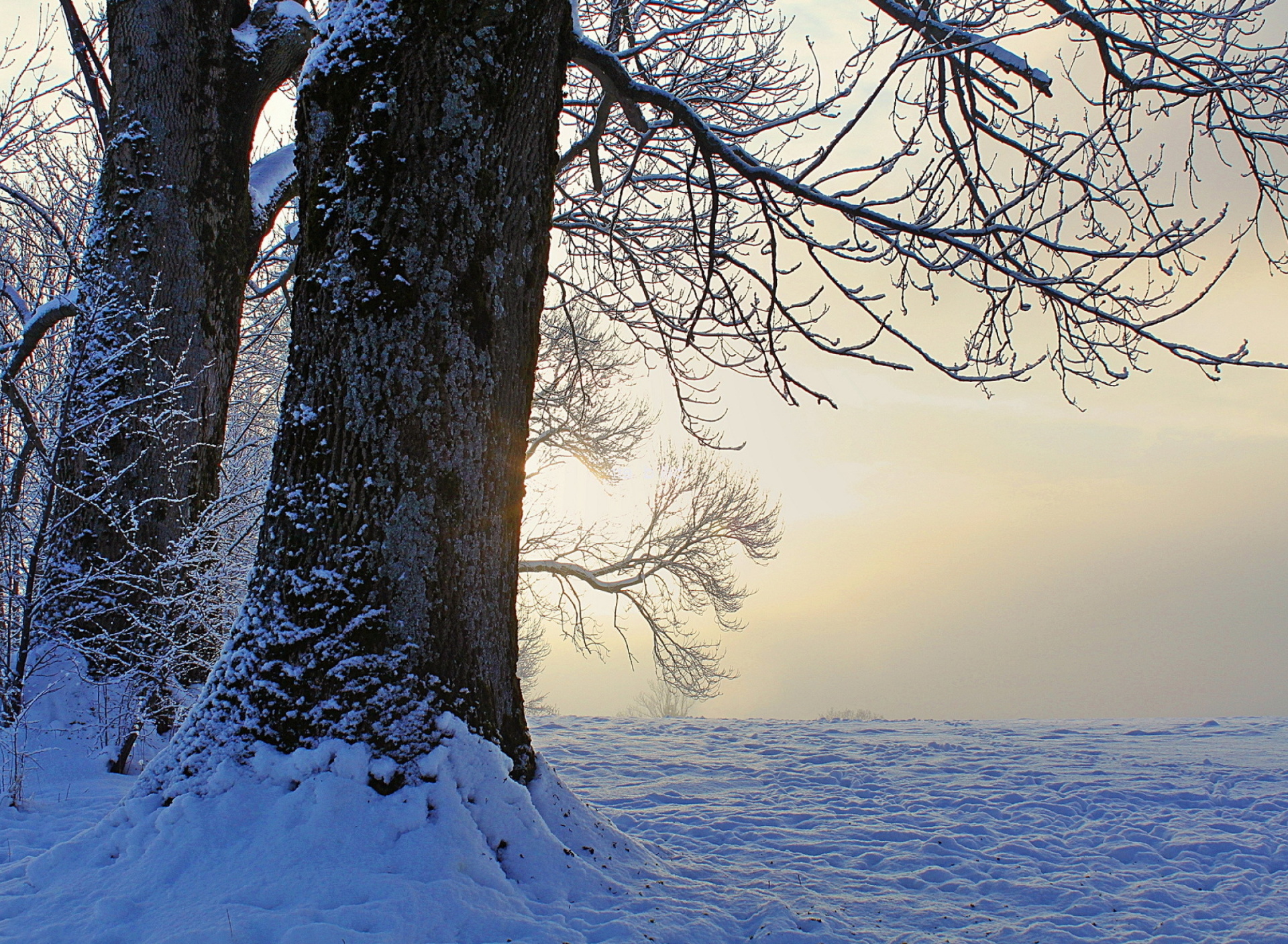 Winter frosty evening in January screenshot #1 1920x1408