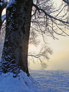 Обои Winter frosty evening in January 240x320