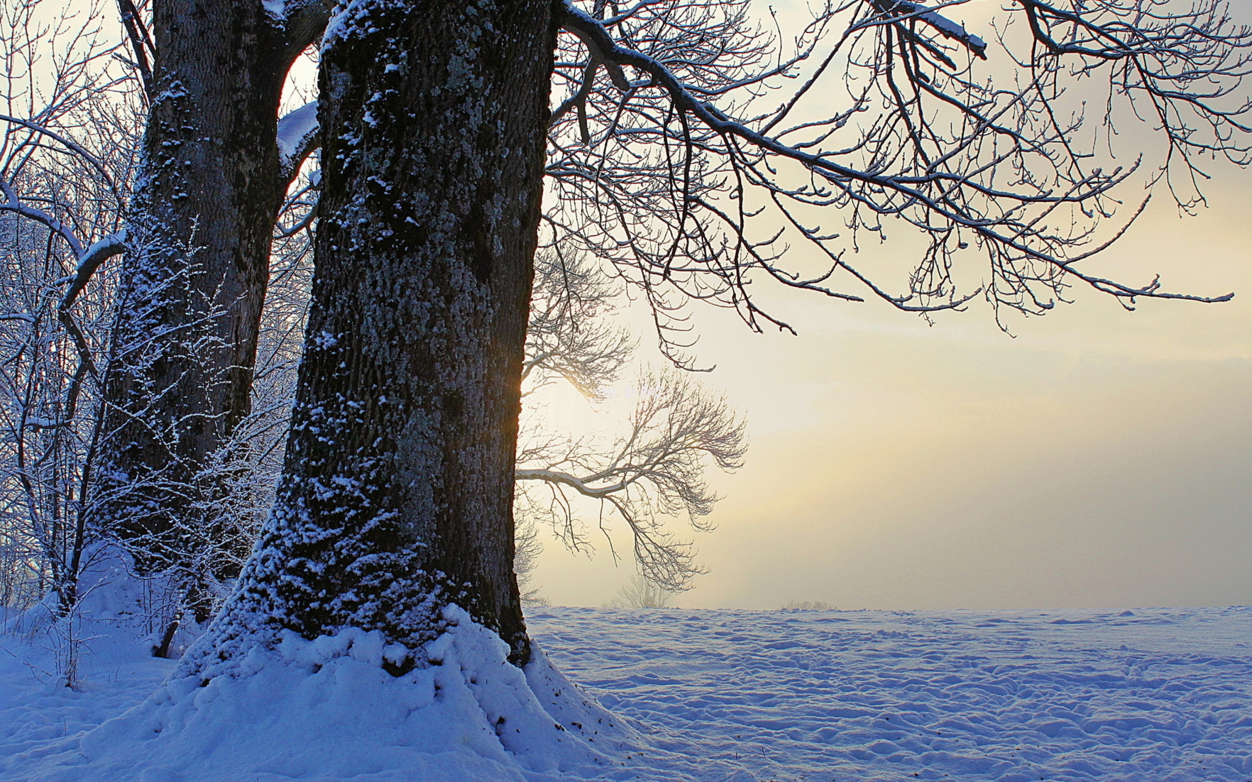 Das Winter frosty evening in January Wallpaper 2560x1600