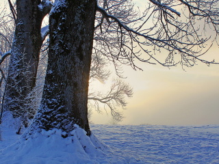 Winter frosty evening in January wallpaper 320x240